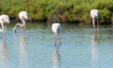 VUE ETANG FLAMANT ROSE-2CHBRE