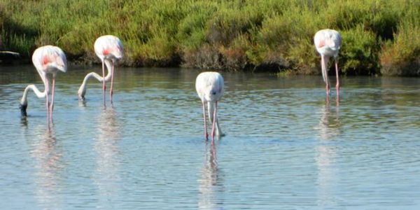 VUE ETANG FLAMANT ROSE-2CHBRE